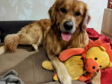 Mâle Golden Retriever LOF disponible pour saillie