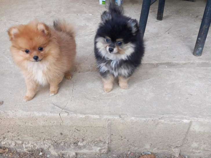 Magnifique chiot Spitz Nain à vendre