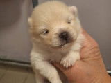 Vendre petits chiots Spitz nains