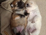 Vendre petits chiots Spitz nains