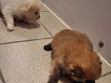 Vendre petits chiots Spitz nains
