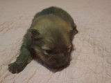 Vendre Magnifique petits chiots Spitz nains