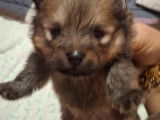 Vendre Magnifique petits chiots Spitz nains