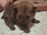 Vendre Magnifique petits chiots Spitz nains