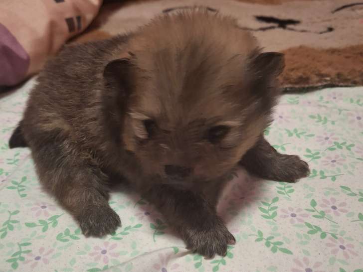 Vendre Magnifique petits chiots Spitz nains