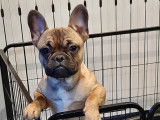 Mâle Bouledogue Français disponible pour saillie