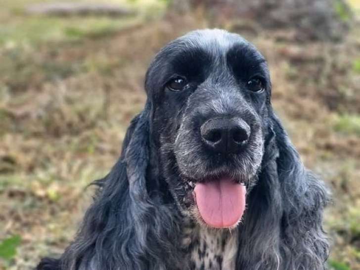 Une chienne Cocker Anglais LOF noire et grise de 6 ans à vendre