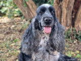 Une chienne Cocker Anglais LOF noire et grise de 6 ans à vendre