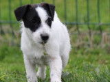 Chiot Jack Russell femelle bicolore disponible à la vente (LOF)