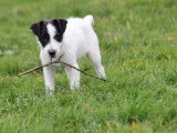 Chiot Jack Russell femelle bicolore disponible à la vente (LOF)