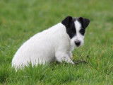 Chiot Jack Russell femelle bicolore disponible à la vente (LOF)