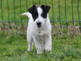 Chiot Jack Russell femelle bicolore disponible à la vente (LOF)