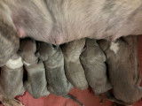 6 chiots Whippets LOF disponibles à la réservation