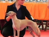 6 chiots Whippets LOF disponibles à la réservation
