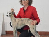 6 chiots Whippets LOF disponibles à la réservation