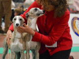 6 chiots Whippets LOF disponibles à la réservation