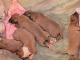 6 chiots Whippets LOF disponibles à la réservation
