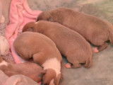 6 chiots Whippets LOF disponibles à la réservation