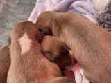 6 chiots Whippets LOF disponibles à la réservation