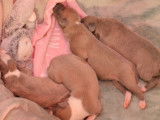6 chiots Whippets LOF disponibles à la réservation