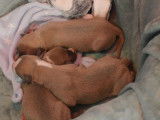 6 chiots Whippets LOF disponibles à la réservation