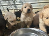 8 chiots Golden Retrievers LOF &agrave; r&eacute;server