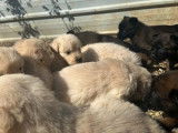 8 chiots Golden Retrievers LOF &agrave; r&eacute;server
