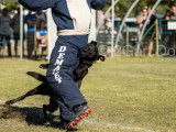 Chien adulte Berger Hollandais LOF pour une saillie