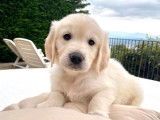 À réserver : 6 chiots Golden Retrievers LOF