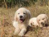 À réserver : 6 chiots Golden Retrievers LOF