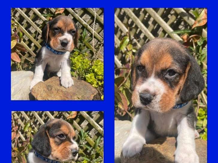 6 chiots Beagles non LOF disponibles à la réservation