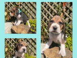 6 chiots Beagles non LOF disponibles &agrave; la r&eacute;servation