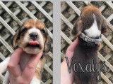 6 chiots Beagles non LOF disponibles &agrave; la r&eacute;servation