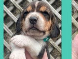 6 chiots Beagles non LOF disponibles &agrave; la r&eacute;servation