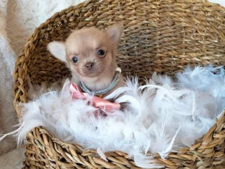 Un chiot femelle Chihuahua à la vente