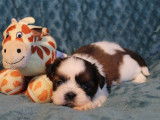 Disponibles à la réservation : 4 chiots Shih Tzu LOF