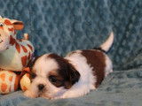 Disponibles à la réservation : 4 chiots Shih Tzu LOF