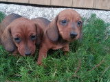 2 chiots Teckel nains fauves femelles à poil ras LOF à réserver