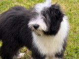 Un chiot Bearded Collie bicolore LOF à acheter