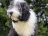 Un chiot Bearded Collie bicolore LOF à acheter