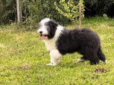 Un chiot Bearded Collie bicolore LOF à acheter