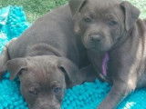 3 chiots Staffies noirs panaché de blanc LOF à réserver