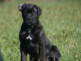 4 chiots femelles Cane Corso de couleur grise à vendre (LOF)