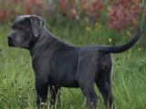4 chiots femelles Cane Corso de couleur grise à vendre (LOF)