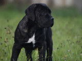 4 chiots femelles Cane Corso de couleur grise à vendre (LOF)