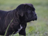 4 chiots femelles Cane Corso de couleur grise à vendre (LOF)