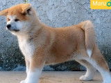 À vendre : un chiot Akita Inu LOF roux, de janvier 2024