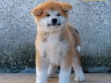 À vendre : un chiot Akita Inu LOF roux, de janvier 2024