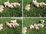 À réserver : 8 chiots Golden Retrievers beiges LOF, de février 2024