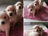 À réserver : 8 chiots Golden Retrievers beiges LOF, de février 2024